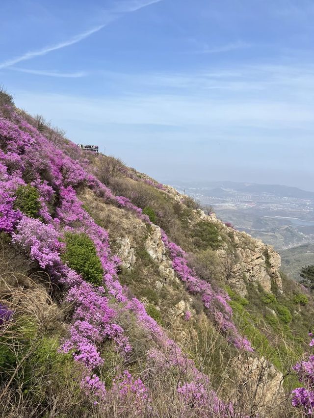 開遠大黑山！！杜鵑花海千萬不要錯過。