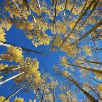 Colorado Fall Colors 