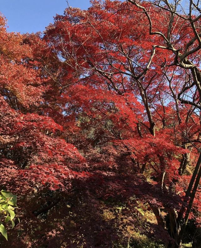東京小眾賞楓名所「京王百草園」紅葉祭來了。