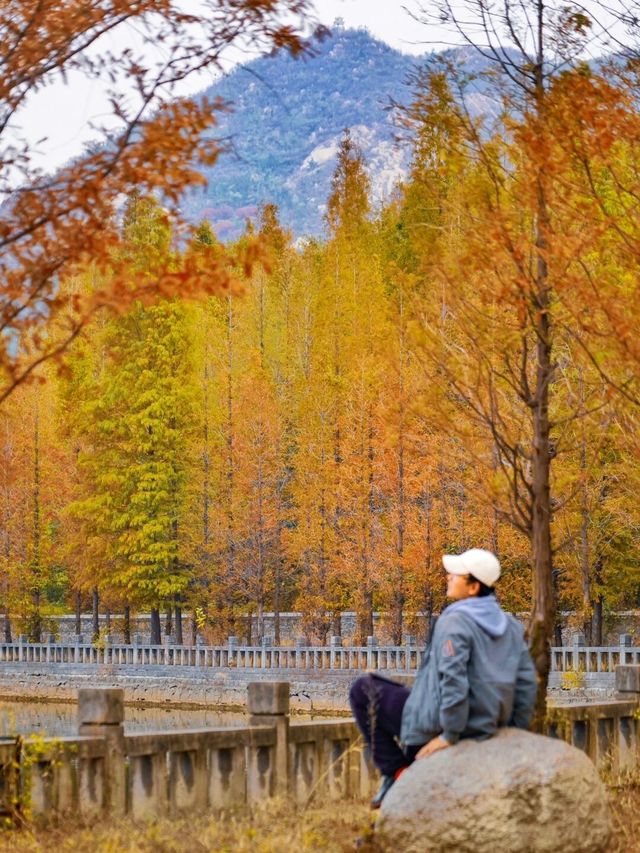 【山東高鐵站旁的隱秘賞秋地】。