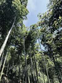莫干山民宿推薦｜江浙滬的天然氧吧。