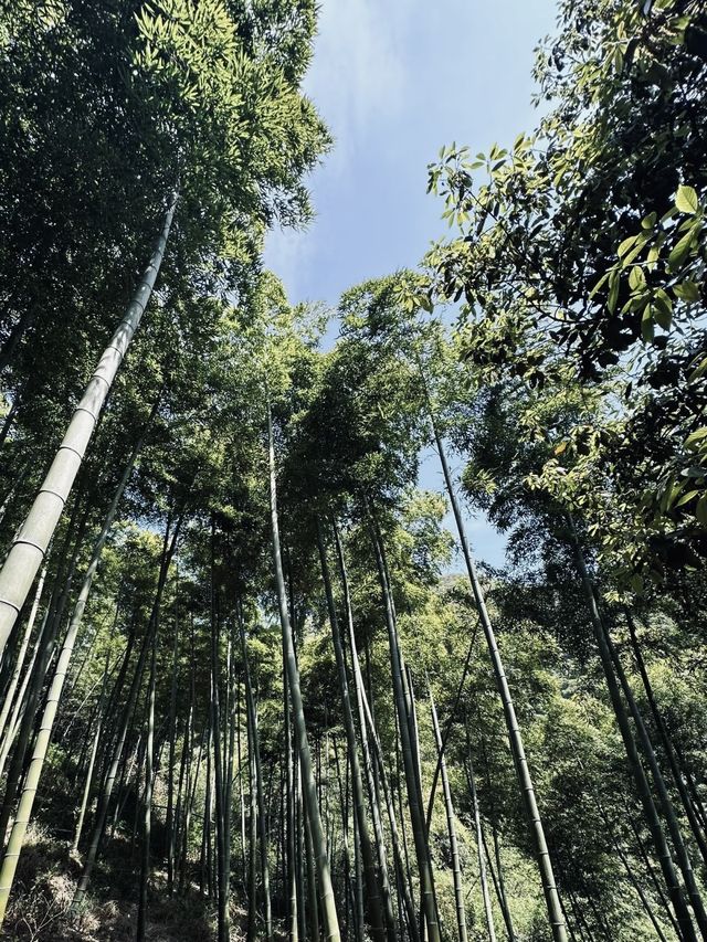 莫干山民宿推薦｜江浙滬的天然氧吧。