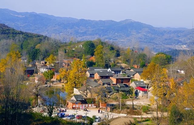 腳踏黃金地，走遍銀杏村。