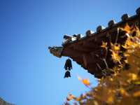 太山紅葉之旅。