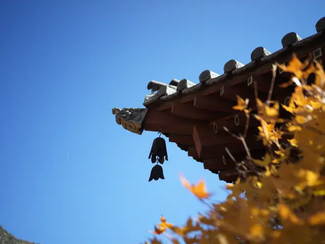 태산 단풍 여행.