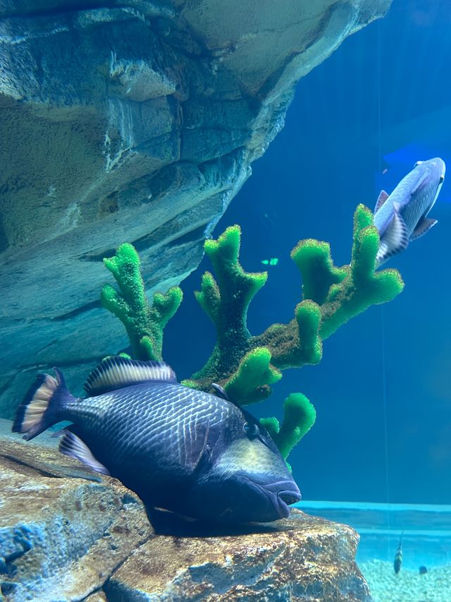 廣東深圳小梅沙海洋世界‖探索海洋世界的奧秘