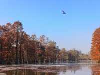南京池杉湖濕地公園～最佳觀賞路線