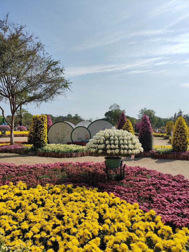 2024年小欖菊花會，賞菊品菊正當時