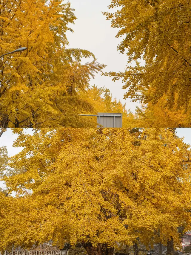 Ginkgo Viewing Guide for December in Chengdu