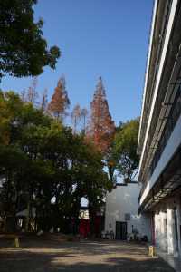 上海|松江這條街全是古宅安靜又美好