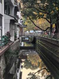 道前街賞銀杏