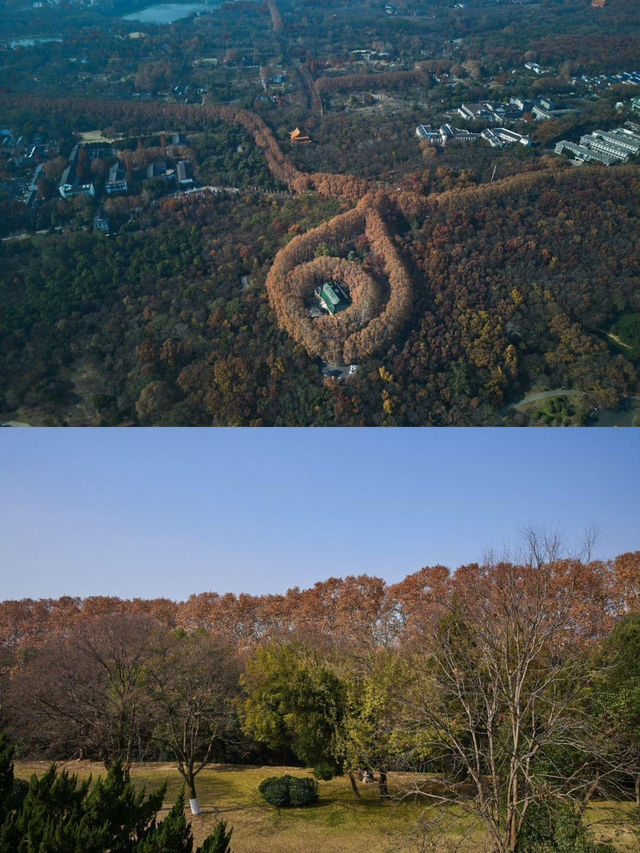 梧桐公館探秘古都雅韻，棲居梧桐之畔