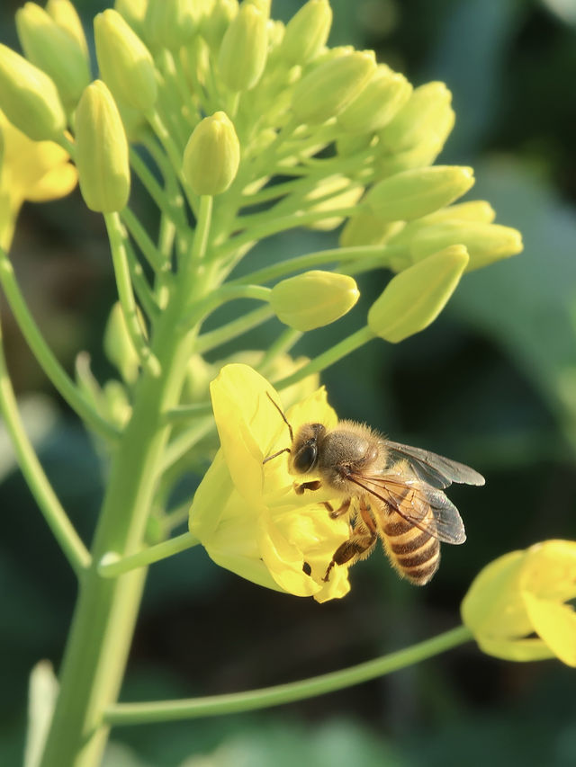深圳｜春天提前報到·油菜花率先開滿園