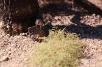 Exploring Phoenix Zoo in Arizona