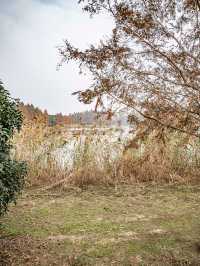 休閒好去處青西郊野公園