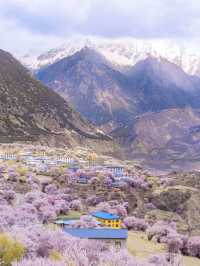 林芝桃花：雪域高原上的粉色浪漫