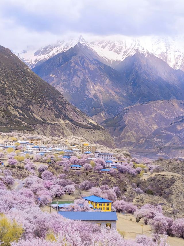 林芝桃花：雪域高原上的粉色浪漫
