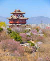 2025北京三月踏春|開花日期&機位|別錯過