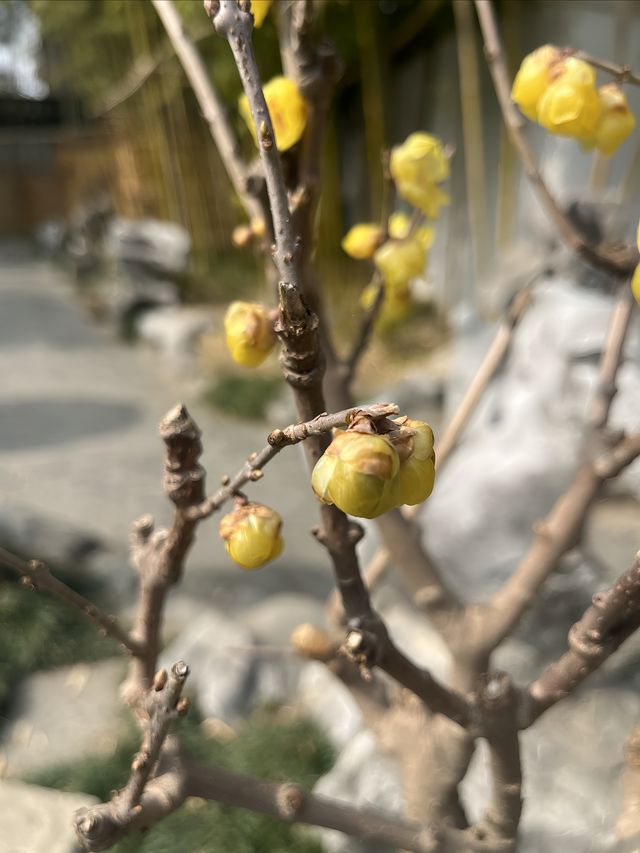 自駕 正月 下揚州