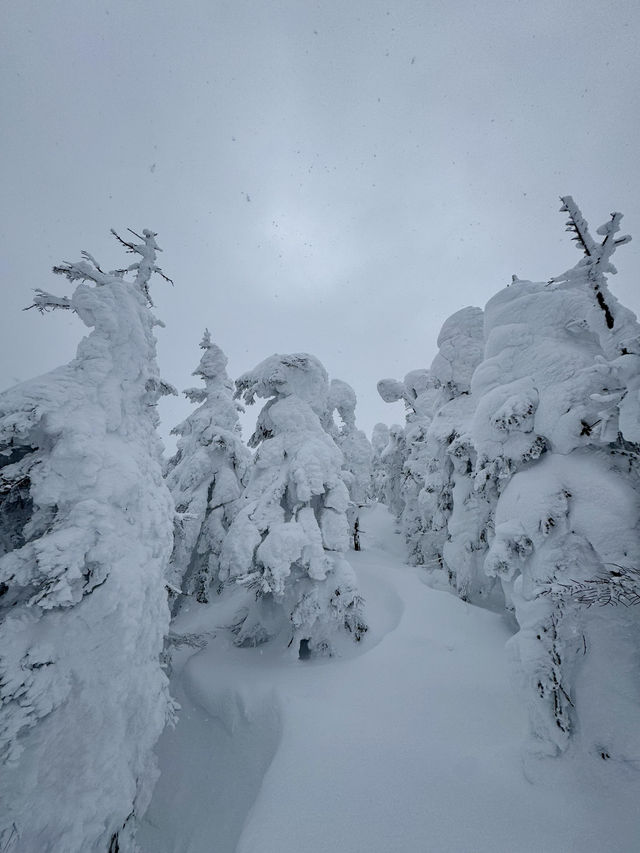 新年旅行第一站，志賀高原滑雪全攻略