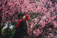 成都｜呢個公園免費賞梅！地鐵直達！
