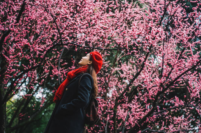 成都｜呢個公園免費賞梅！地鐵直達！