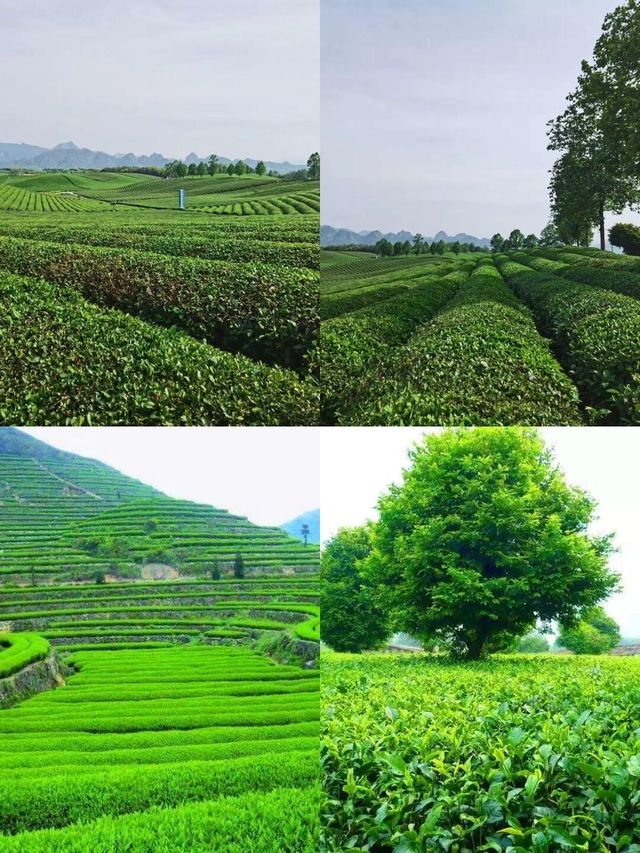 英德寶晶宮天鵝湖度假酒店