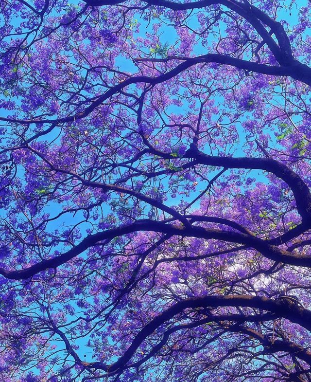 接下來的西昌是一萬次的春和景明