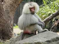 Auckland Zoo For Year Of the Snake, So Many Happy Animals!