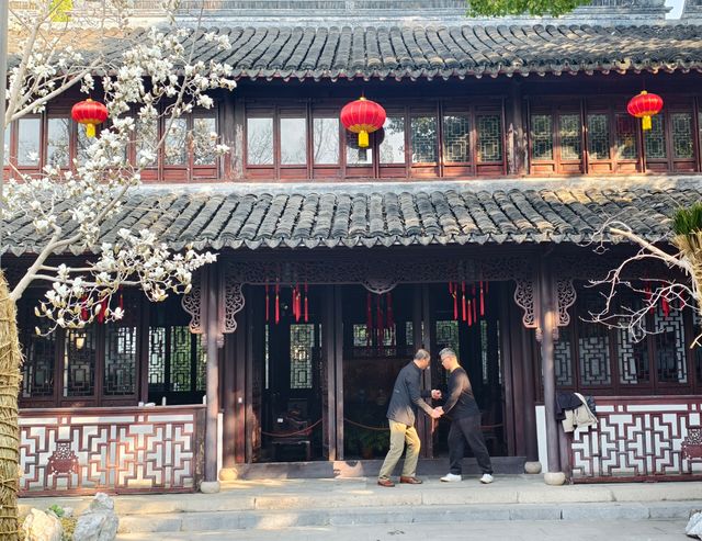 上海市花——白玉蘭