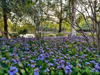 深圳筆架山體育公園 | 春日花箋