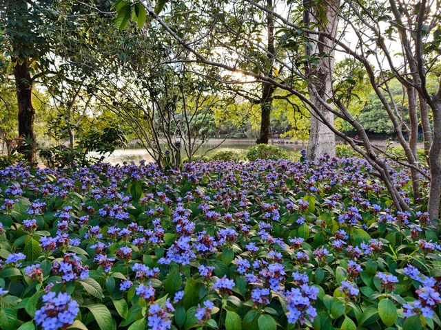 深圳筆架山體育公園 | 春日花箋