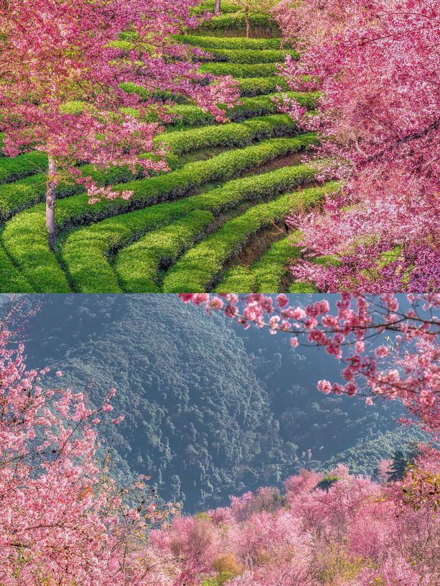不小心掉進了無量山的花海裡面！