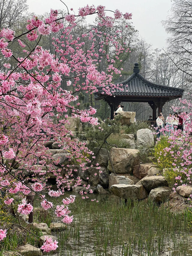 武漢東湖櫻花園🌸櫻花盛開，3月實拍來襲