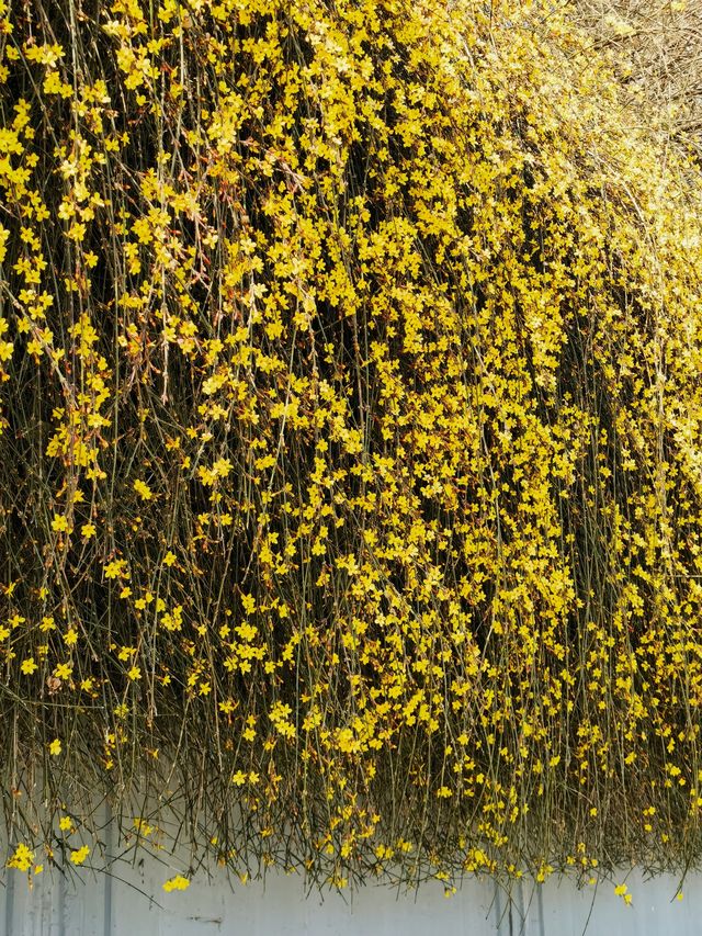 迎春花也能當主角 這裡有一整面的迎春花瀑布牆