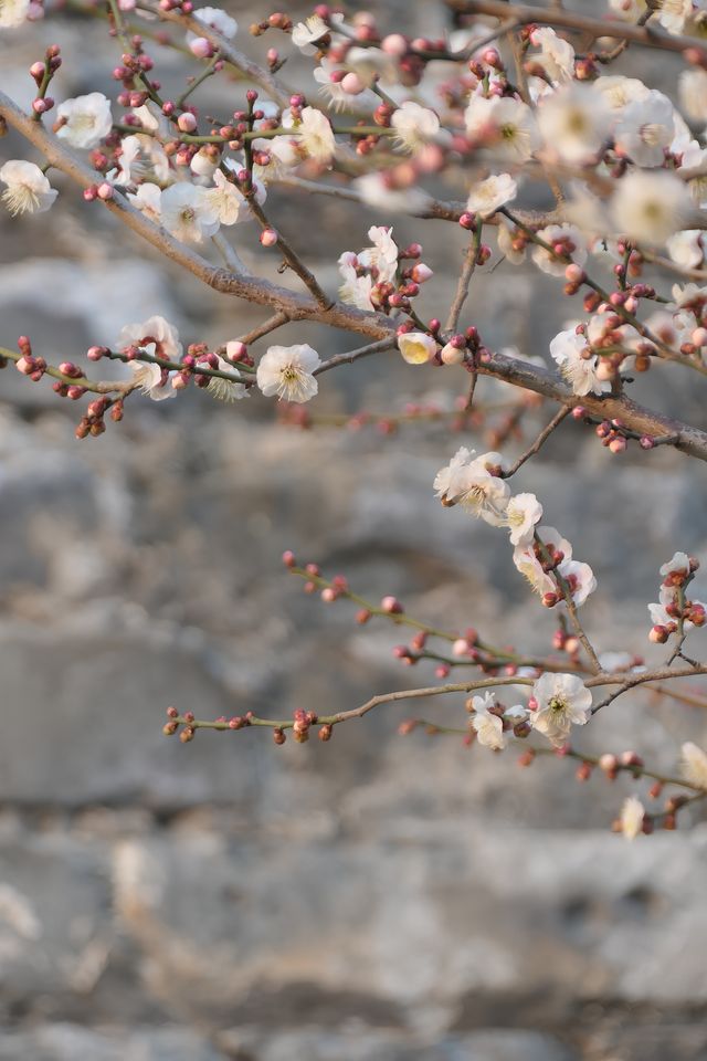 明城牆遺址公園，賞花正當時！