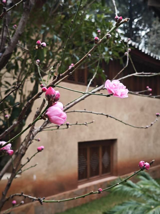 沉醉喺麗江嘅春天，感受萬物復甦嘅驚喜
