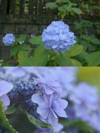 春日繡球花地圖：鎌倉篇