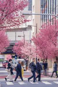 如果你三月來日本錯過早櫻，我會很難過！
