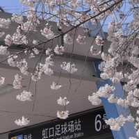 🌸上海限定浪漫！錯過等一年的絕美櫻花