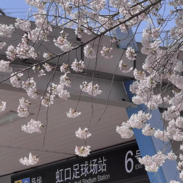 🌸上海限定浪漫！錯過等一年的絕美櫻花