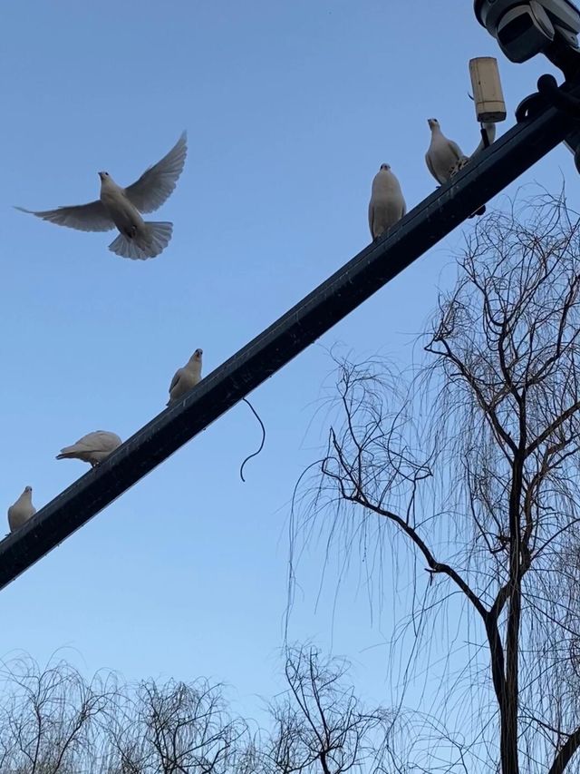 讓我看看誰還沒去興慶宮和鬱金香拍照