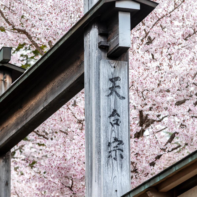 留一個春天給櫻花富士山🌸 真的美瘋