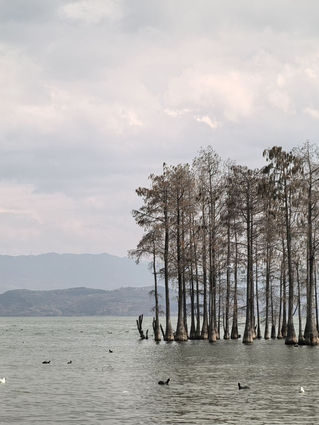 雲南大理-麗江-洱海6日遊 超詳細攻略來啦別錯過