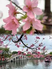 放棄漫花莊園廣州寶墨園賞櫻天花板