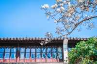 三月耦園打卡玉蘭花