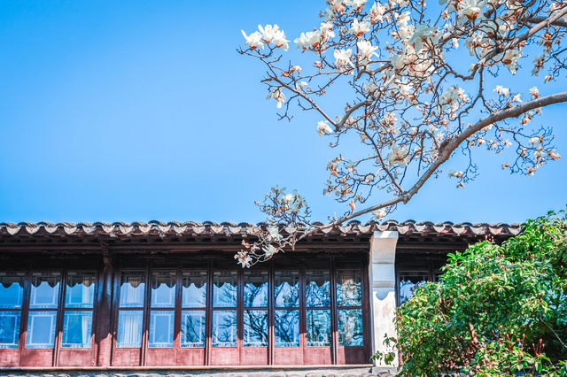 三月耦園打卡玉蘭花