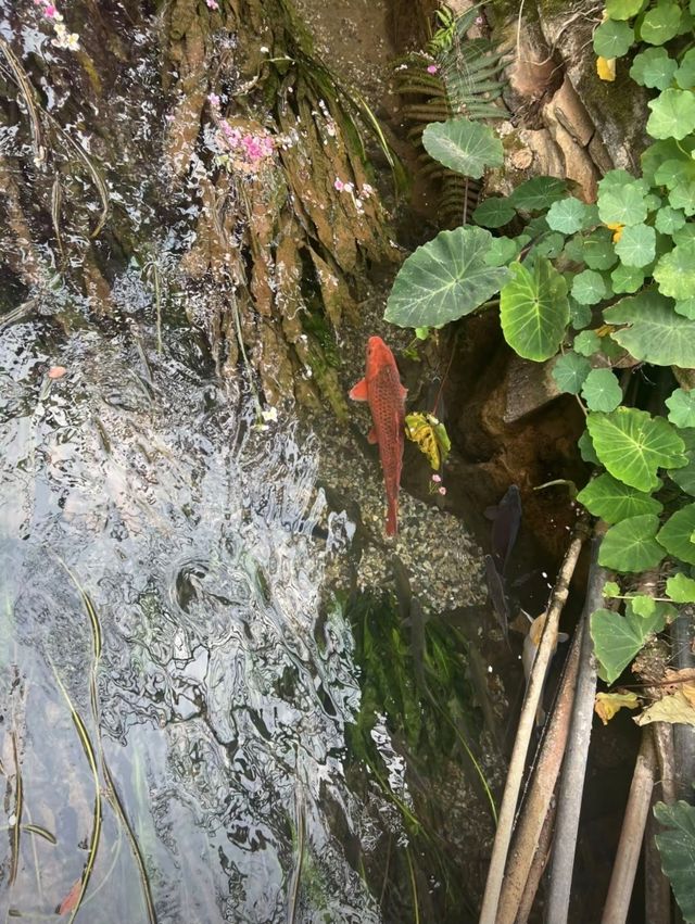 昆明把莫奈花園搬進現實了！！
