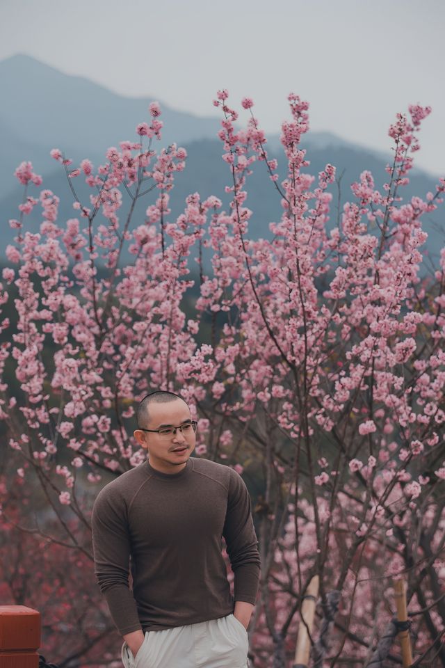 丹霞山下櫻花海！被問爆嘅韶關緋雪秘境！