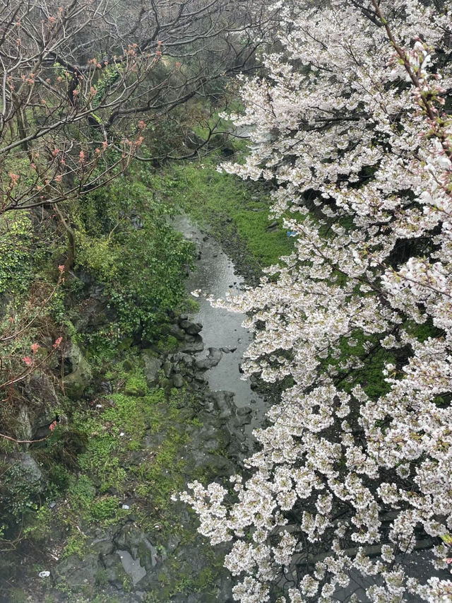 新山公園，櫻雨浮光